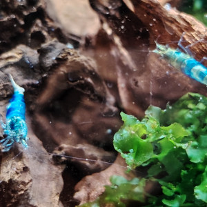 Lot de 3 Crevettes souche blue océan déclassée