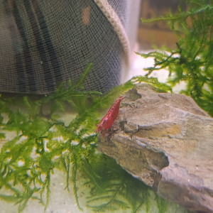 Red cherry déclassé red Sakura