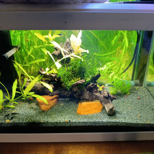 Aquarium 20l