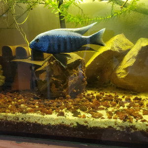 SCIAENOCHROMIS FRYERI ICEBERG