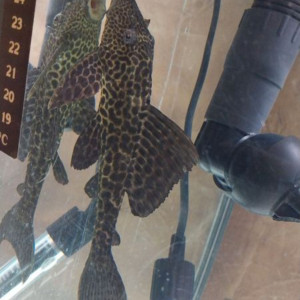 Don pleco