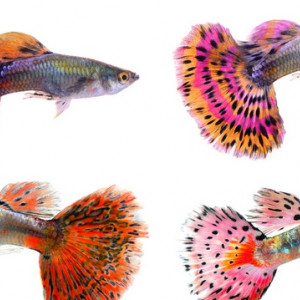 recherche petits poissons
