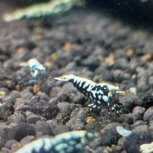 Lot de 12 +2  Galaxy boas (Fishbone)