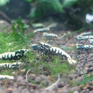 Lot de 12 +2  Galaxy boas (Fishbone)