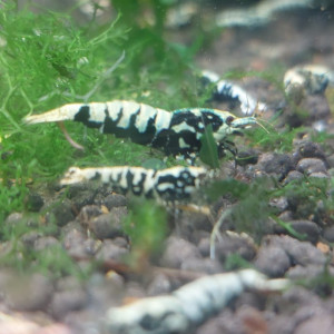 Lot de 12 +2  Galaxy boas (Fishbone)