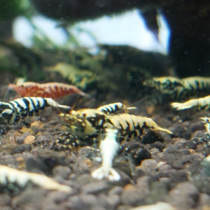 Lot de 12 +2  Galaxy boas (Fishbone)