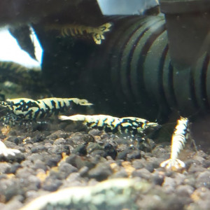 Lot de 12 +2  Galaxy boas (Fishbone)