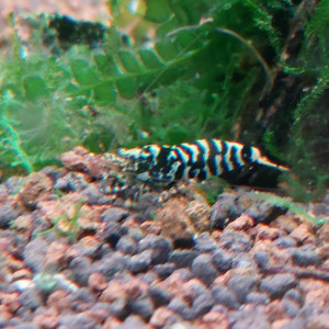 Lot de 10 Galaxy Tiger Kelvin Wong lineage 2025