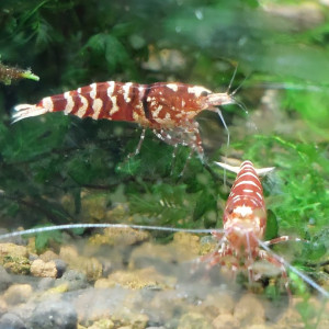 Lot de 10 Galaxy Tiger Red