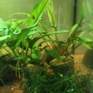 Planorbes par lot de 6