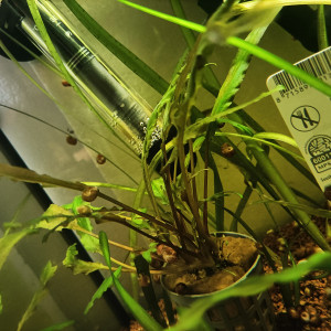 Planorbes par lot de 6