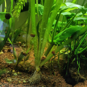 Planorbes par lot de 6