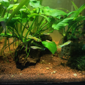 3 mâles guppys endlers Tiger à échanger