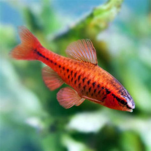 Recherche Barbus cerises