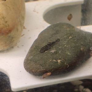Bebe Ancistruce