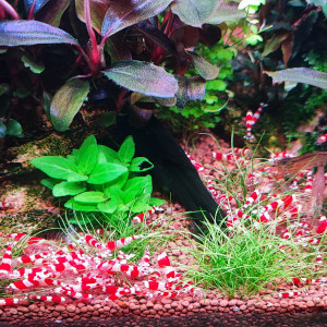 Crevettes red crystal grade S