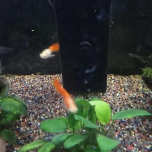 Guppy orange mâle