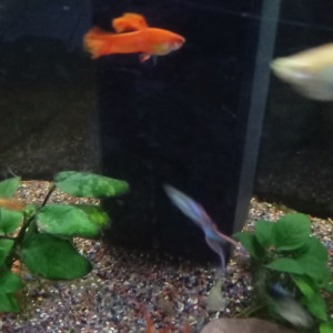 Guppy orange mâle