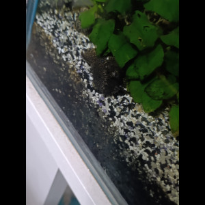 Poissons locarides et aquarium