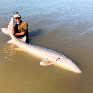 cherche Esturgeon Albinos proche Paris