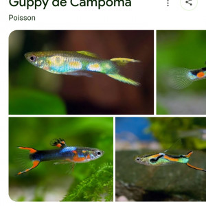 Guppys endlers
