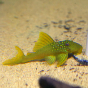 Hemiancistrus,hypancistrus