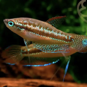 Recherche femelle pumila trichopsis adulte