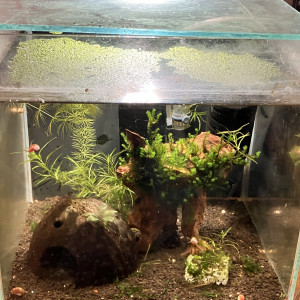 Aquarium déjà cyclé avec sol technique noix coco rare Moss eclairage