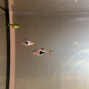Rasbora Arlequin