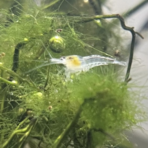 Crevettes White Pearl – Neocaridina – Eau douce