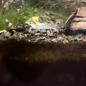 Crevettes White Pearl – Neocaridina – Eau douce