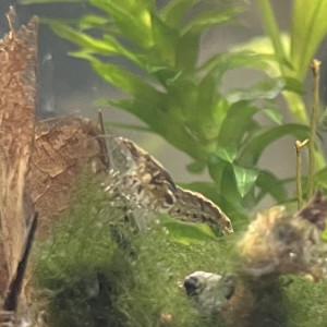 Crevettes Neocaridina sauvage – Eau douce – Robustes