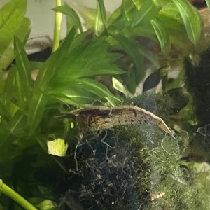 Crevettes Neocaridina sauvage – Eau douce – Robustes