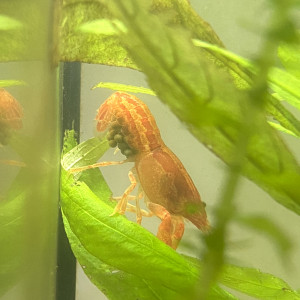 CPO écrevisse naine lot de 4