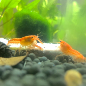 CPO écrevisse naine lot de 4