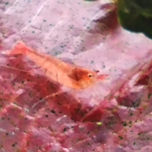 Crevettes mini japonica ou Caridina Malawa