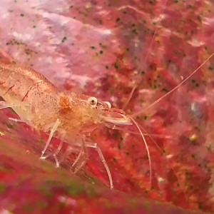 Crevettes mini japonica ou Caridina Malawa