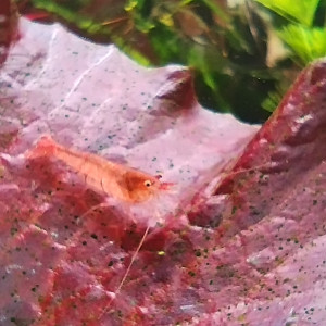 Crevettes mini japonica ou Caridina Malawa
