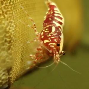 Crevettes gènes fishbone, zebra   galaxie...