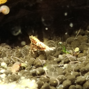 Crevettes gènes fishbone, zebra   galaxie...