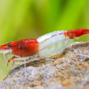 Lot De 10 Crevettes Red Rili Neocaridina