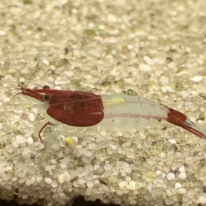 Lot De 10 Crevettes Red Rili Neocaridina