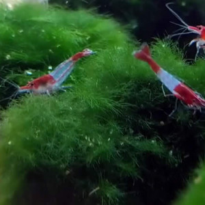 Lot De 10 Crevettes Red Rili Neocaridina