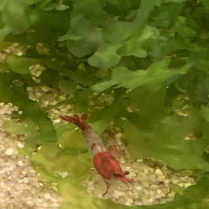 Lot De 10 Crevettes Red Rili Neocaridina