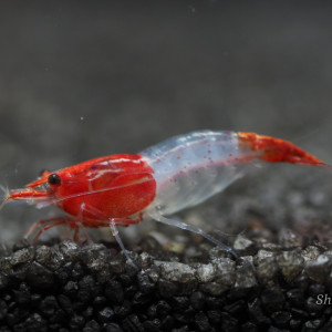 Lot De 10 Crevettes Red Rili Neocaridina