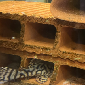 Hypancistrus l236 sw