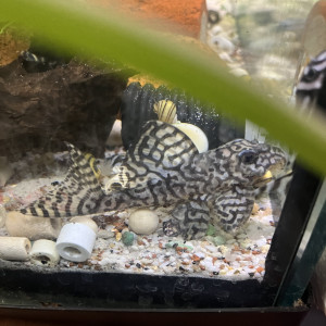 Hypancistrus l236 sw