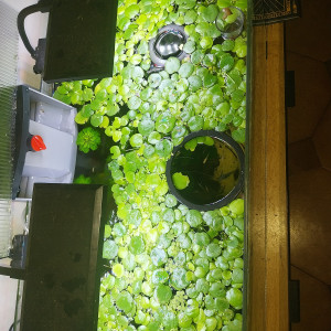 Vends/echanges Limnobium