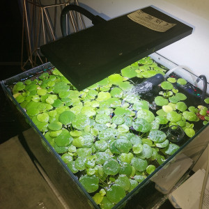 Vends/echanges Limnobium