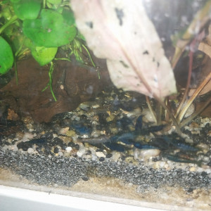 Crevettes Malawas (mini japonica)